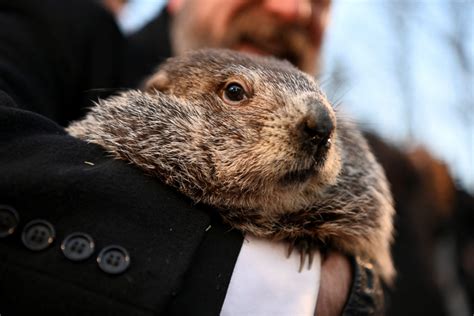Jan 6, 2023 · Here’s what’s going on for Groundhog Day 2023: Wednesday, Feb. 1. Gobbler’s Knob Got Talent – 1 p.m. to 3 p.m. – Community Center. This is an open-judged talent show, where those entering perform and two finalists will be chosen to perform at Gobbler’s Knob on Groundhog Day morning to be voted on at the Celebration. 